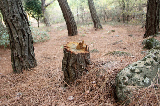 How Our Tree Care Process Works  in  Marlboro, NY